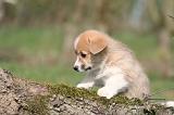 CORGI PEMBROKE 1185